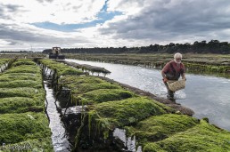Huîtres Toulvern