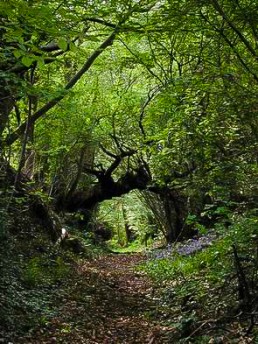 Un chemin creux en Bretagne
