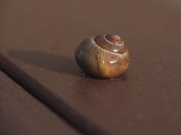 Escargot