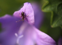 Fourmi sur fleur