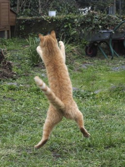 Chat sautant