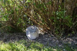 Un chat gris dans les plantations