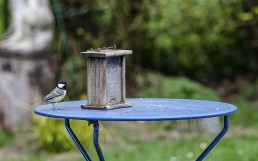 Mésange sur table bleue