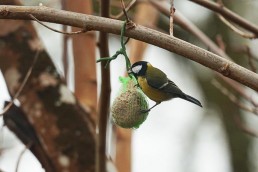 Mésange charbonnière