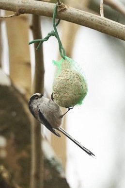 Mésange à longue queue