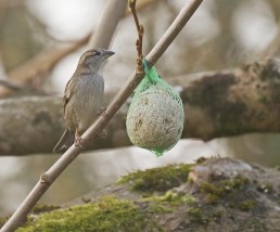 Alouette pispolette femelle