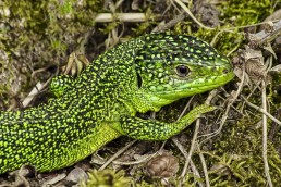 Lézard vert