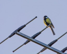 Mésange sur antenne TV